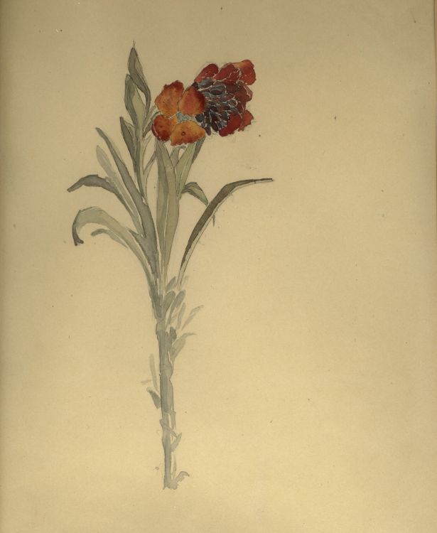 Giroflée watercolor drawing by René Lalique. (A La Vieille Russie)